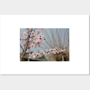 Almond Blossom Posters and Art